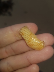 Amoria undulata