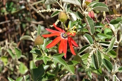 Passiflora manicata