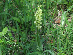 Orchis pallens