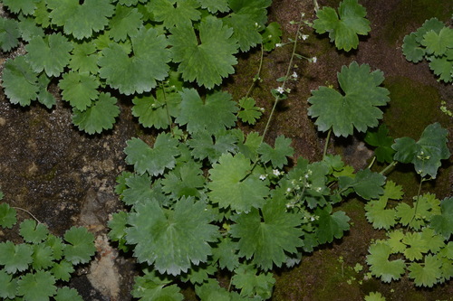 Image of Sullivantia hapemanii by (c) Brian Finzel, some rights reserved (CC BY-SA)