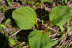 Trillium petiolatum