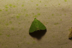 Eulepidotis holoclera