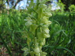 Orchis pallens