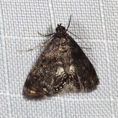 Paracataclysta fuscalis