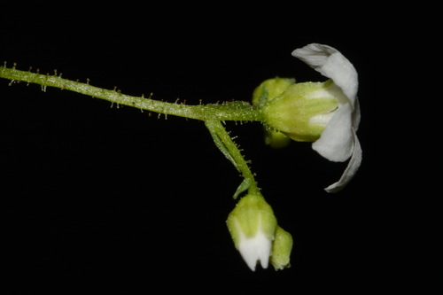 Image of Sullivantia hapemanii by (c) Brian Finzel, some rights reserved (CC BY-SA)