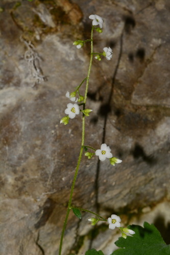 Image of Sullivantia hapemanii by (c) Brian Finzel, some rights reserved (CC BY-SA)