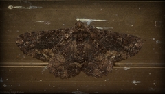 Paradromulia ambigua