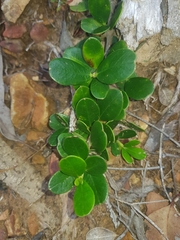 Alyxia buxifolia