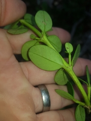 Alyxia buxifolia