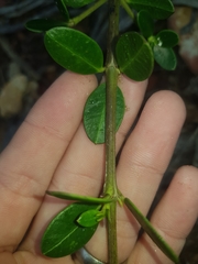 Alyxia buxifolia