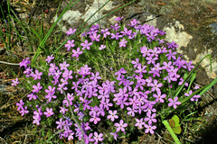 Phlox caespitosa