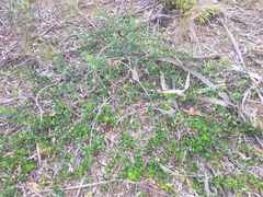 Alyxia buxifolia