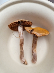 Cortinarius casimirii