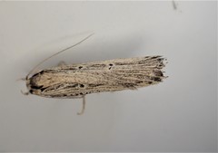 Anisoplaca ptyoptera
