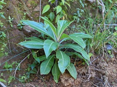 Lobelia robusta