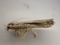 Anisoplaca ptyoptera