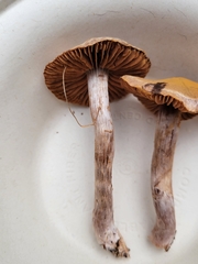 Cortinarius casimirii