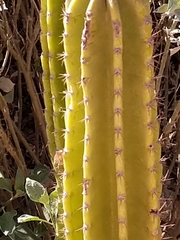 Lophocereus