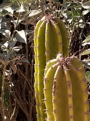 Lophocereus