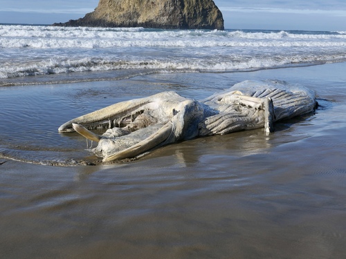 Humpback Whale photographed in Oregon