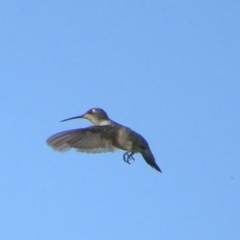 Archilochus colubris