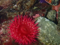 Urticina piscivora
