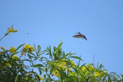 Archilochus colubris