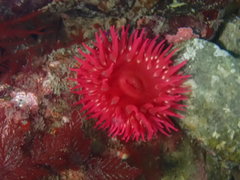 Urticina piscivora