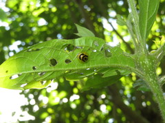 Cordia nodosa