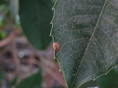 Hypocassida subferruginea