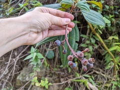 Miconia sintenisii