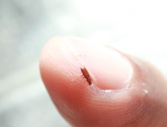 Diaperinae