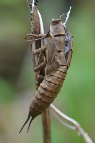 American Salmonfly photo 5