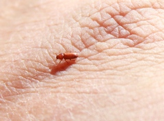 Diaperinae