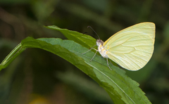 Pseudopieris nehemia