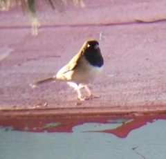 Junco hyemalis thurberi