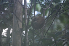 Cyclopes didactylus