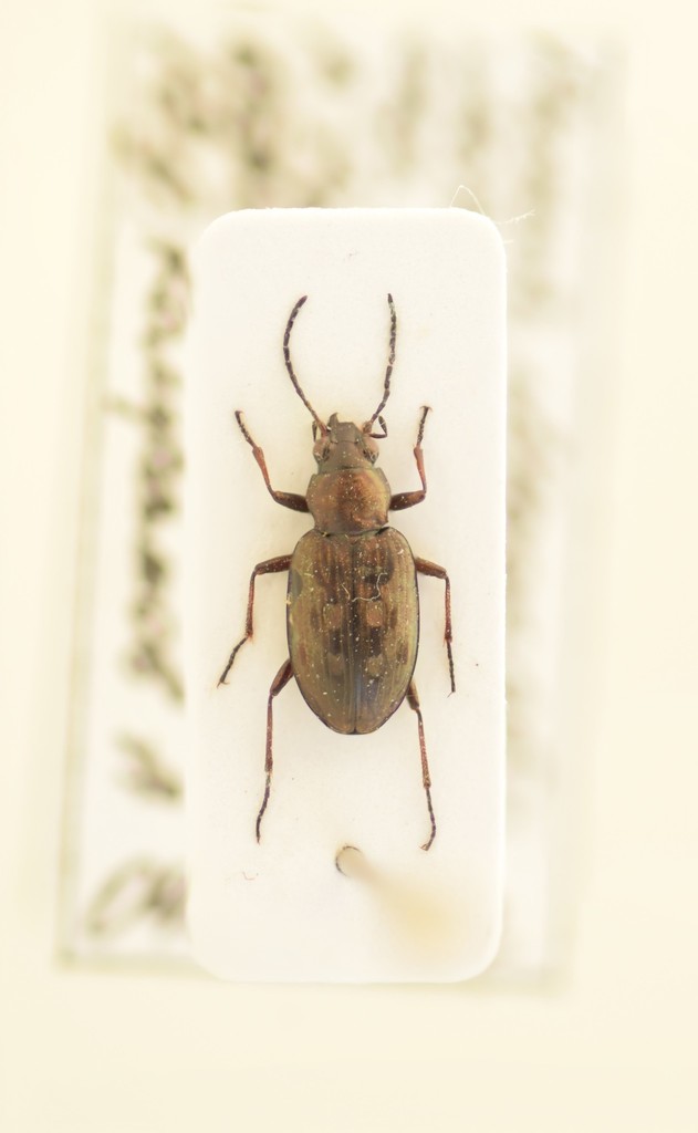 Bembidion litorale