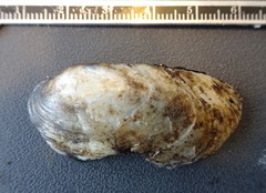 Ortmanniana ligamentina