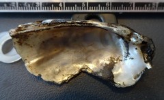 Ortmanniana ligamentina