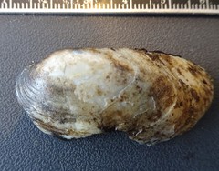 Ortmanniana ligamentina