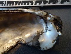 Ortmanniana ligamentina