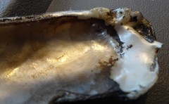 Ortmanniana ligamentina