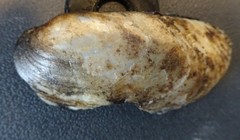 Ortmanniana ligamentina