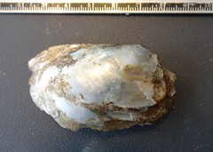 Ortmanniana ligamentina