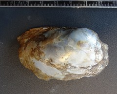 Ortmanniana ligamentina