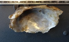 Ortmanniana ligamentina