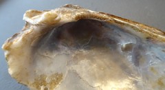 Ortmanniana ligamentina