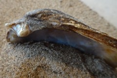 Ortmanniana ligamentina