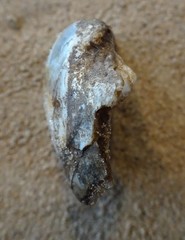 Ortmanniana ligamentina